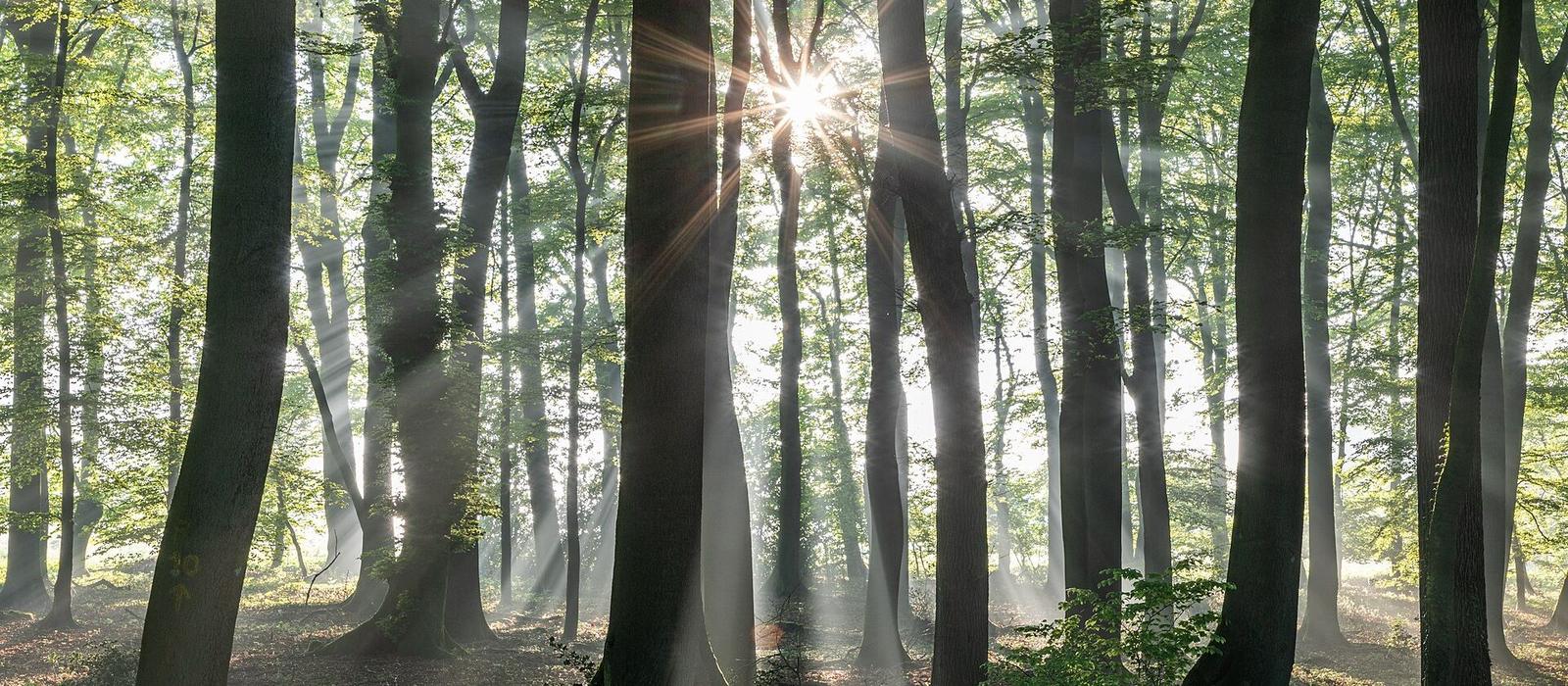 Misty beech forest