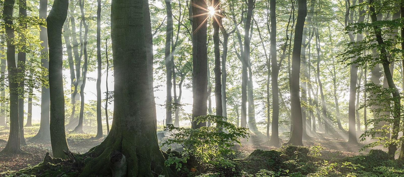 Morning light through a beech forest