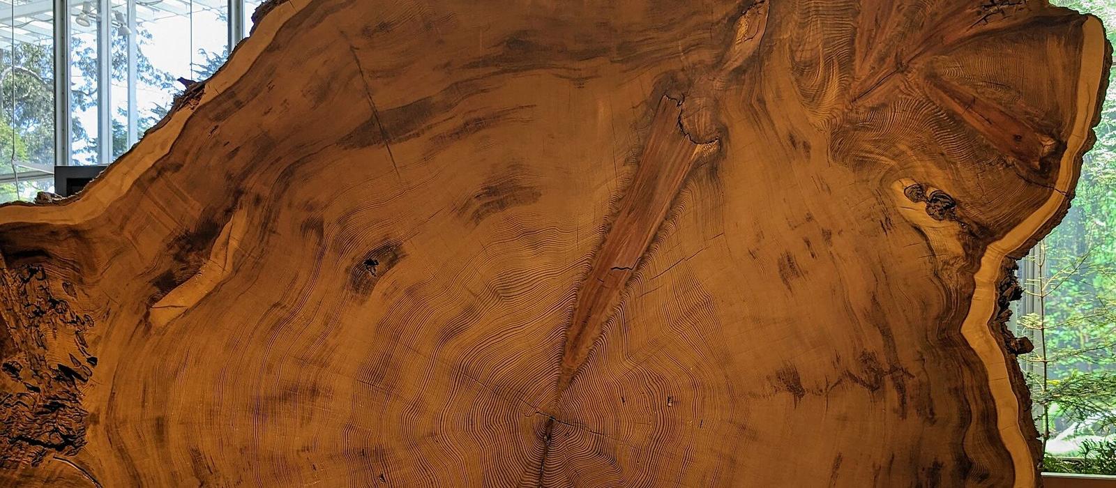Growth rings of a great tree