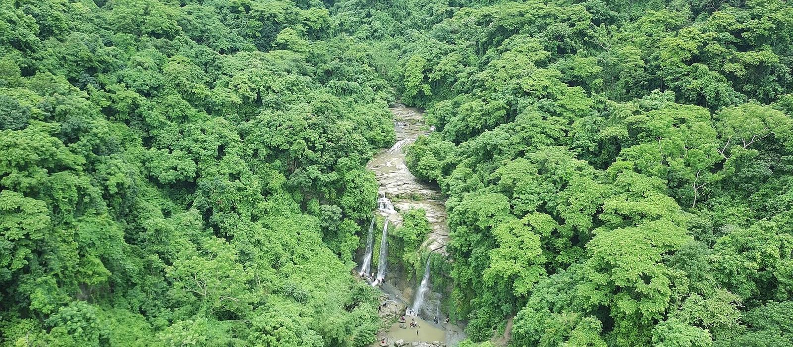 Forest canopy seen from above