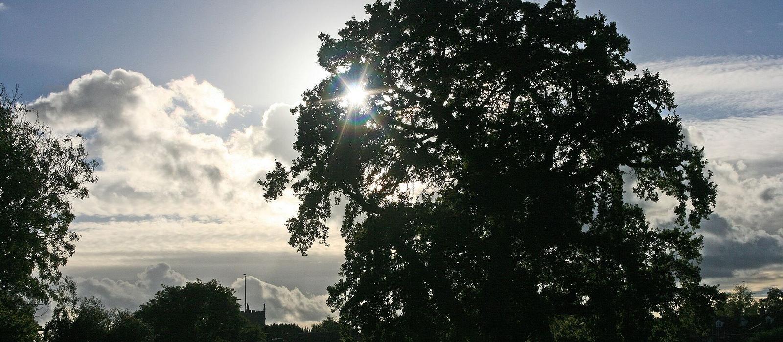A great oak against the sky