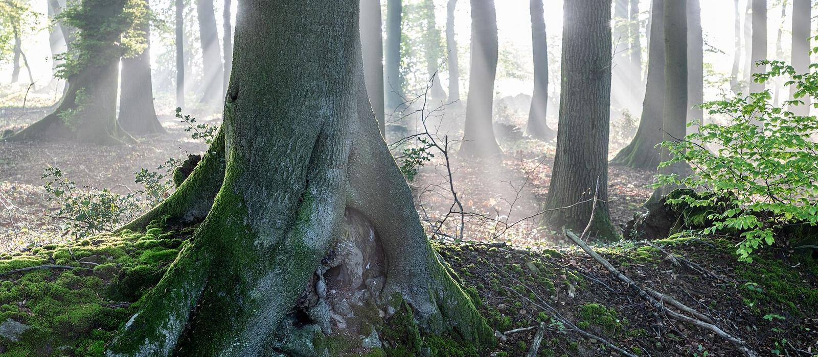 Light falling on the trunk of a forest tree