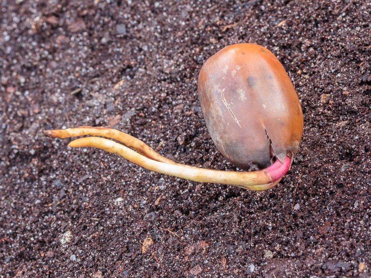 A germinating acorn