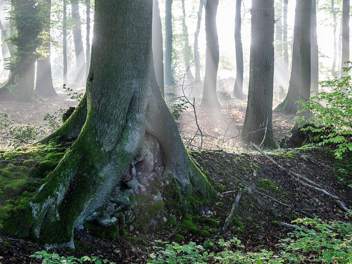 Beech forest in morning mist