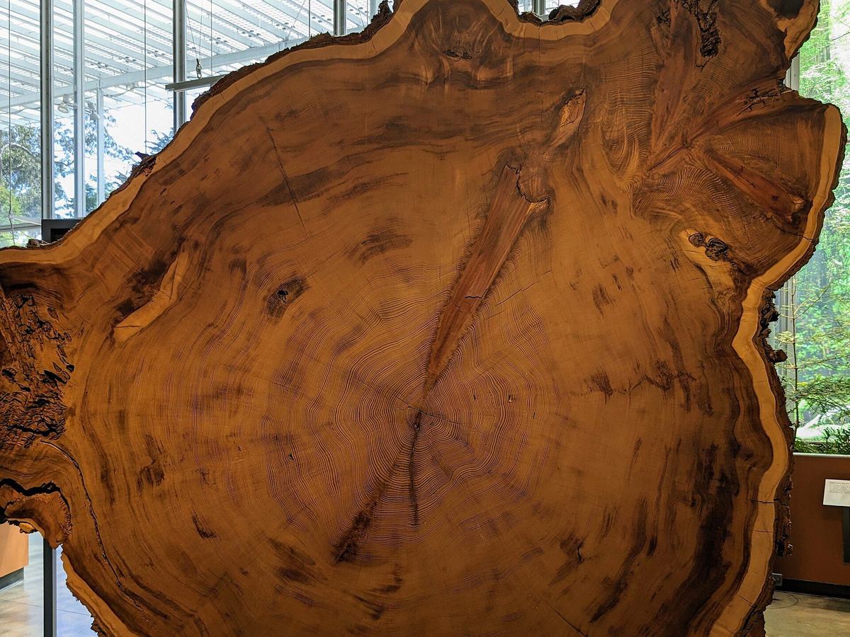 Growth rings of a great tree